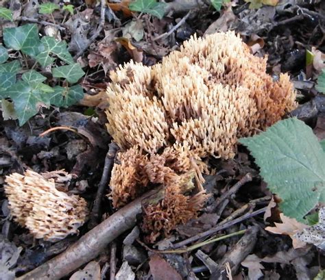 Coral Mushroom Identification All Mushroom Info