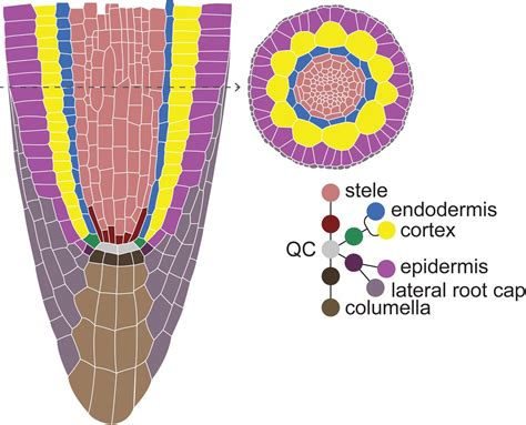 Week Long Imaging Of Cell Divisions In The Arabidopsis Root Meristem