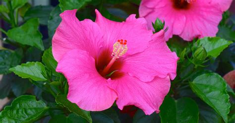 How To Grow Vibrant Hibiscus