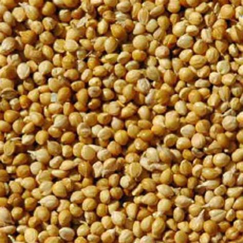 20kg Panicum Millet Willow Park Seeds