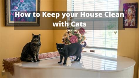 How To Keep Your House Clean With Cats The Kitty Expert