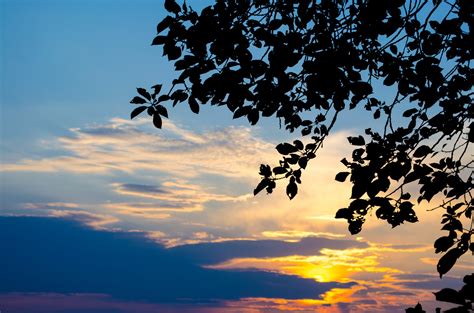 Silhouette Leaves And Sunset Free Stock Photo Public Domain Pictures