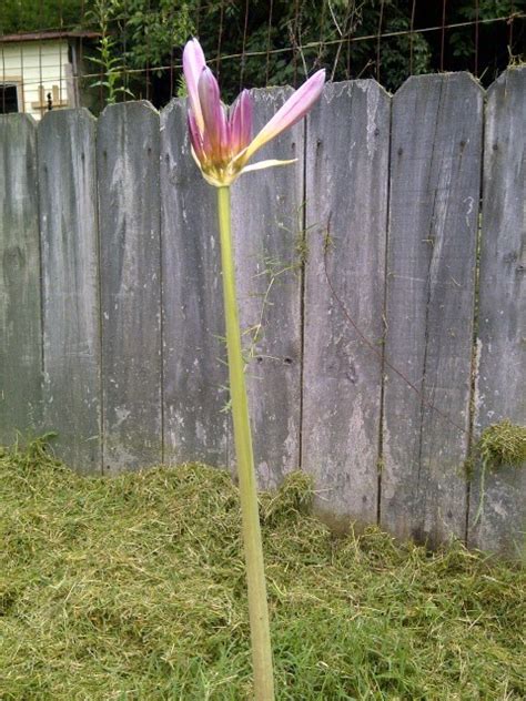Again with the pea flowers. I Have A Pink Flower On A Stem With No Leaves! It Just ...
