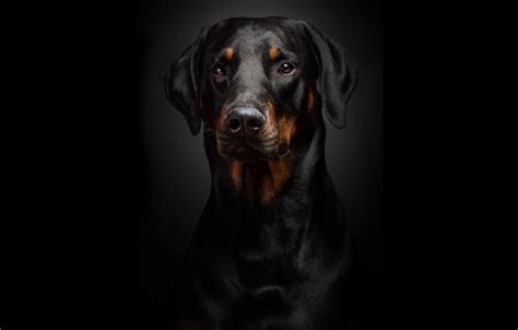 Wallpaper Background Black Portrait Doberman Images For Desktop