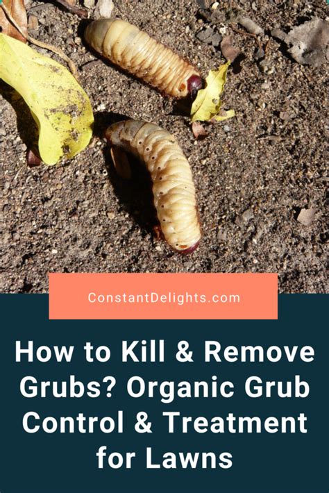 How To Kill And Remove Grubs Organic Grub Control And Treatment For Lawns