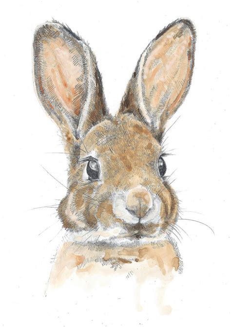 $40 pic hide this posting restore restore this posting. Bunny Pencil Drawing at GetDrawings | Free download