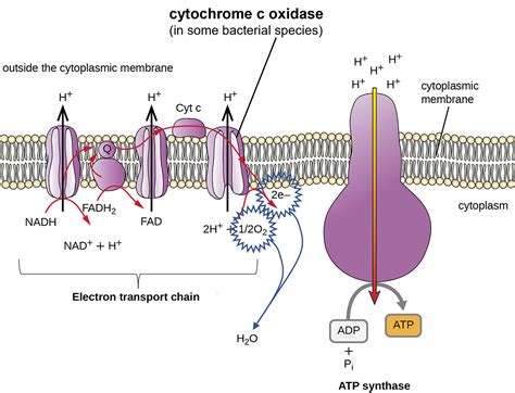 119 Cytochrome C Oxidase Biology Libretexts