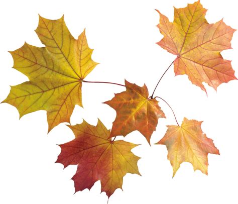 Autumn Leaf Png Image Purepng Free Transparent Cc0 Pn