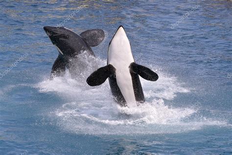 Killer Whales Jumping Out Of Water Stock Photo By ©christian 80714062