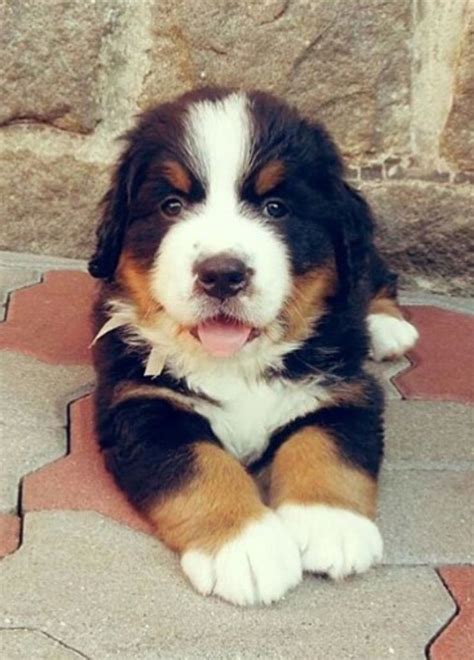 Adorable Bernese Mountain Dog Puppy ♥♥♥ Cute Dogs Beautiful Dogs