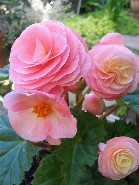 plantfiles pictures hybrid tuberous begonia begonia x tuberhybrida by broots