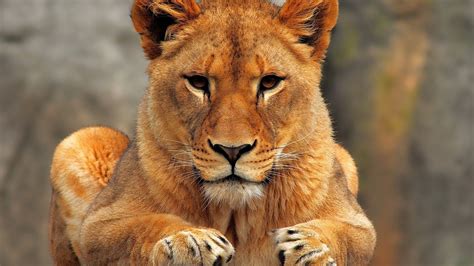 Images Of A Lioness Hd Desktop Wallpapers 4k Hd