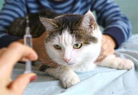 Treating Diabetes In Cats Greensboro Vet