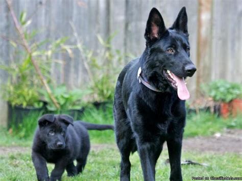 Gorgeous Purebred Black German Shepherd Puppies Price 500 In