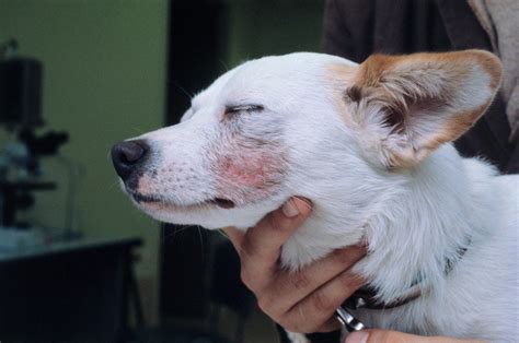 Sarna En Perros Todo Lo Que Necesitas Saber Sobre Esta Enfermedad De