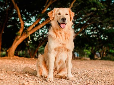 Golden Retriever Fanáticos De Las Mascotas