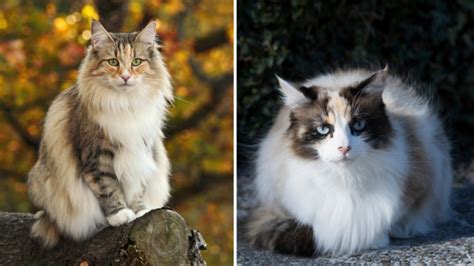 Norwegian Forest Cat Vs Domestic Longhair The Distinctions