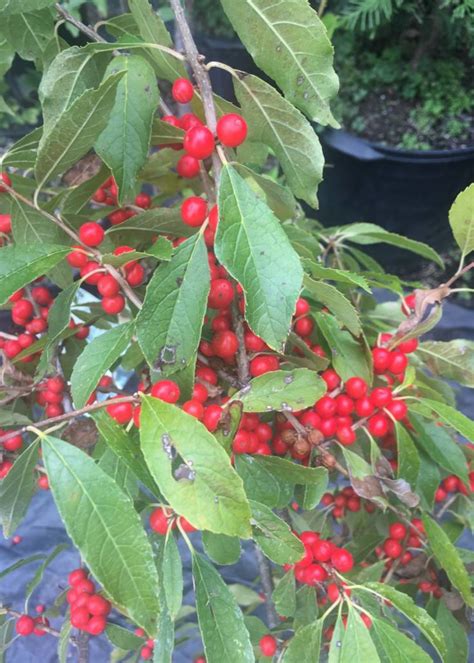 Ilex Vert Farrowbp Holly Winterberry Berry Poppins 3 Behmerwald