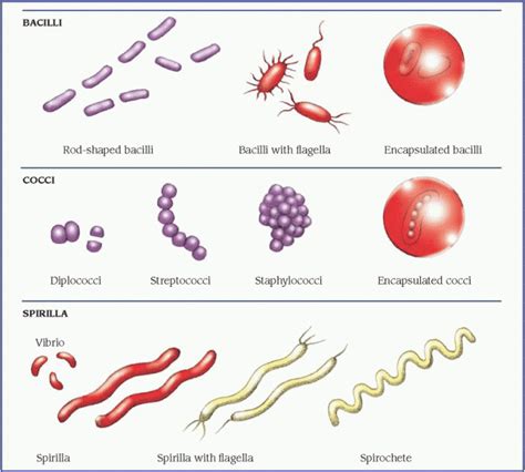 Gram Positive Cocci Examples Hybridization Examples Of Gram Positive