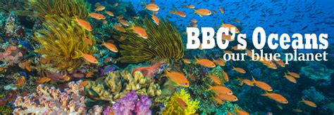 Bbcs Oceans Our Blue Planet In Het Omniversum In Den Haag