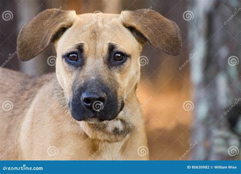 Shepherd Hound Mixed Breed Puppy Adoption Portrait Stock Photo Image