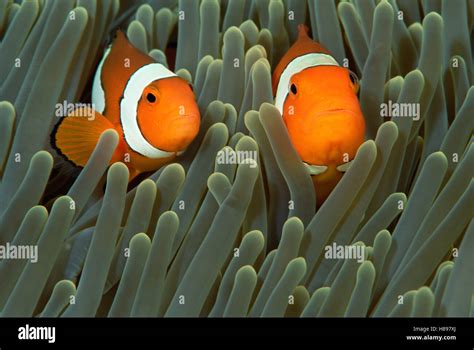 Blackfinned Clownfish Amphiprion Percula Pair In Magnificent Sea