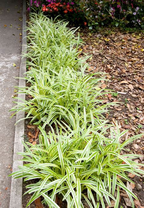 Variegated Lilyturf Monrovia Variegated Lilyturf