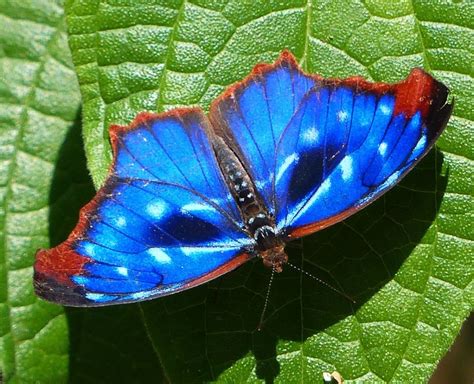 Project Noah Networked Organisms And Habitats Butterfly Beautiful