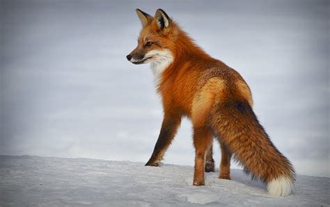 Wild Red Fox By Alainaudet