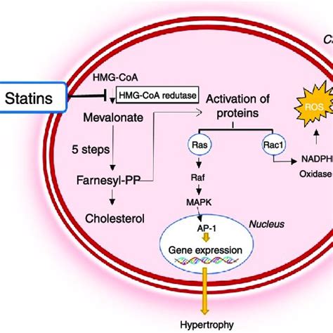 Mechanism Of Action Of Statins And Their Role In The Pathophysiology Of