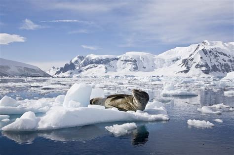 Learn More About Antarctica Wildlife Animals And Plants Journey Magazine