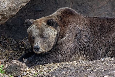 Grizzly Bear Den Photograph By Fon Denton Pixels