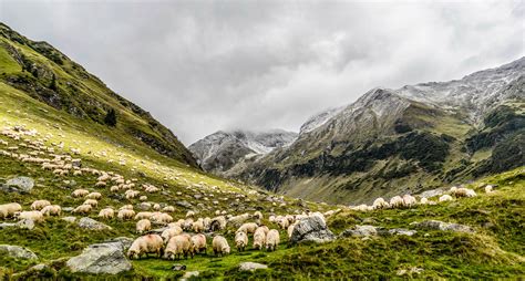 Herd And Pasture With Sheep And Mountains Landscape Image Free Stock