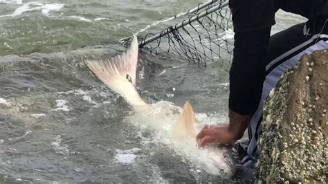 Pesca En Galveston 2016 Youtube