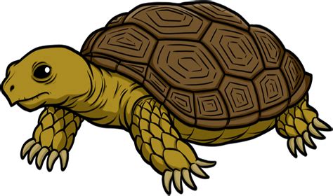Tortoise Transparent Png Image Turtle Images Cartoon Pics Tortoise