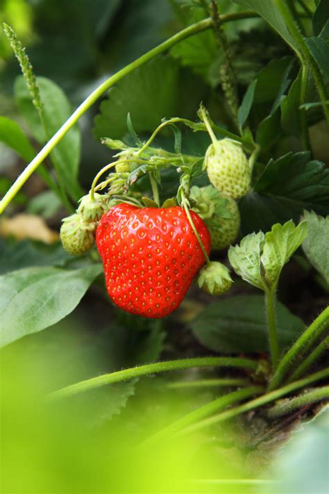 Red Strawberry Free Stock Photo Public Domain Pictures