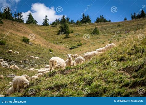 Flock Of Sheep On Mountain Pastures Stock Image Image Of Lamb