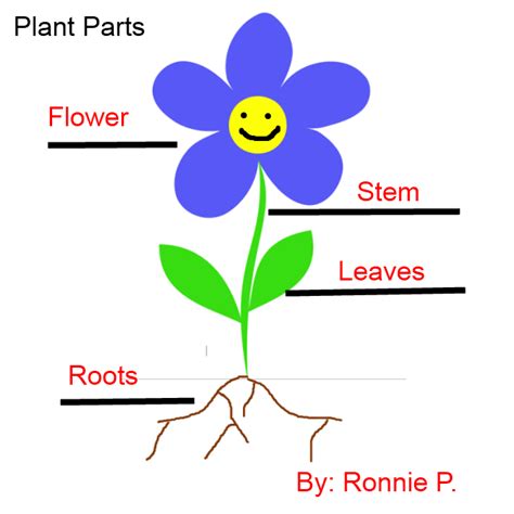 Diagram Of A Plant Kids Clipart Best