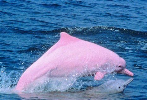 Endangered Pink Dolphin Gives Birth To A Pink Calf Pink River Dolphin