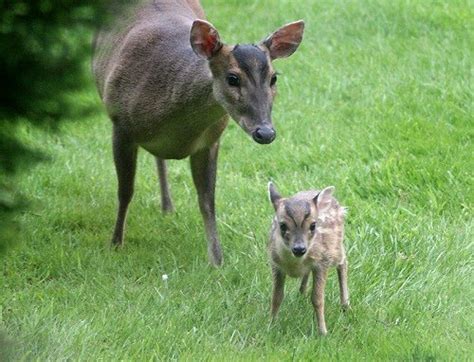 Muntjac are a species that may be hunted year round, however it's impossible to know when they'll have hard antlers. A Very Happy Muntjac Family | Featured Creature