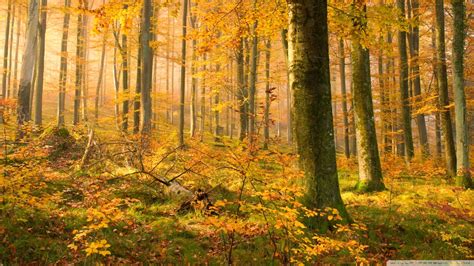 Free Download German Forest In Autumn 4k Hd Desktop Wallpaper For 4k