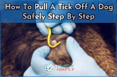 How To Pull A Tick Off A Dog Safely Step By Step