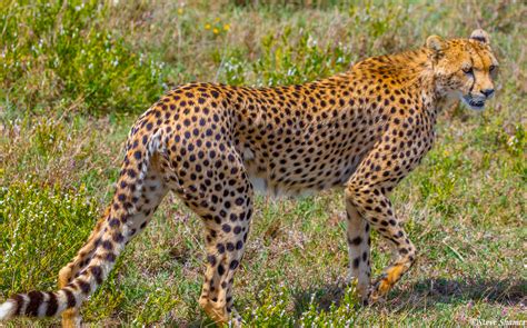 African Cheetah Walking Serengeti National Park Tanzania 2021