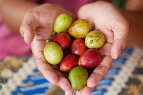 Matoa Buah Khas Papua Yang Kaya Manfaat Id