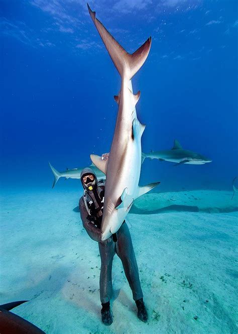 Shark Whisper Animal Photo Animals Ocean Creatures