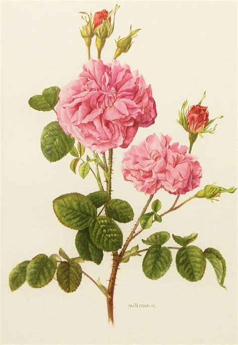Vintage 1960s Damask Rose Flower Print Vintage Botanical Illustration