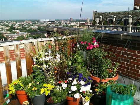 Useful Rooftop Gardening Tips For Beginners Start A Roof Garden Today