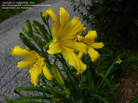 Daylilies June In My Garden 1 By Newyorkrita