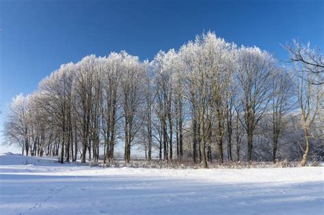 Winter Wonderland With Snow Covered Branches Stock Photo