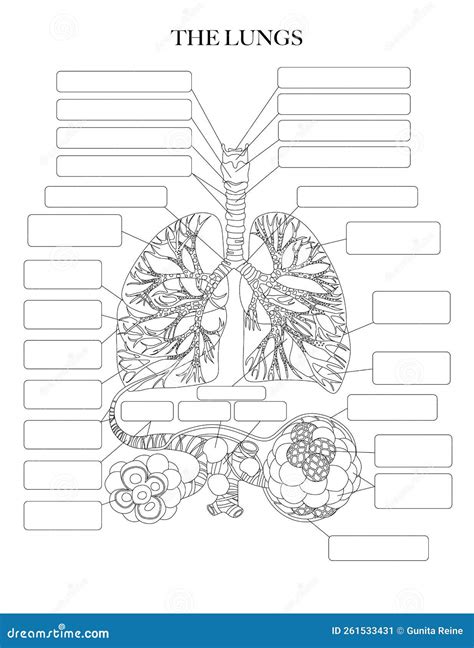 Lungs And Bronchi Bronchial Tube Vector Illustration CartoonDealer